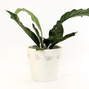 Birds Nest Anthurium (Anthurium Hookerii Variegated) 190mm