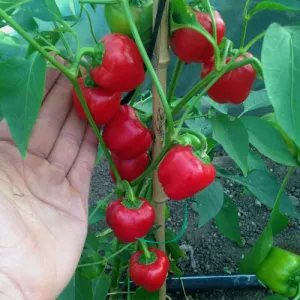 Mini Bell Red Pepper Seeds