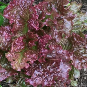Ruby Red Lettuce Seeds